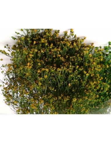 Broom preservado Verdissimo.