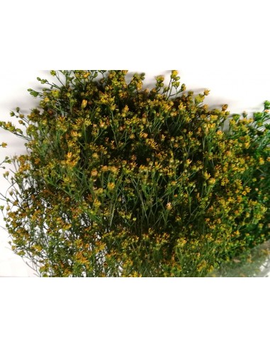 Broom preservado Verdissimo.