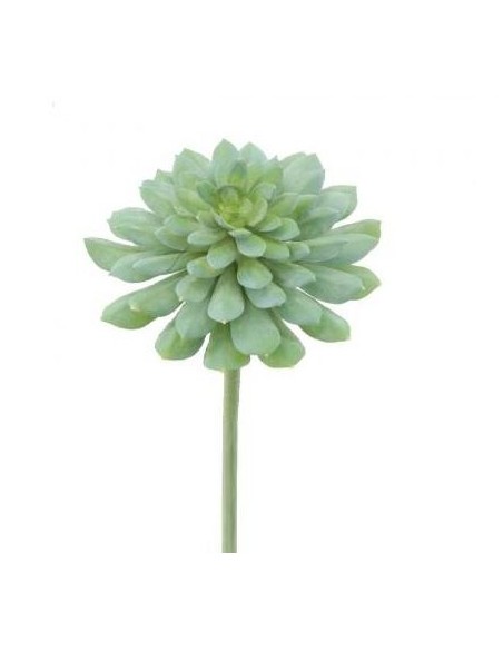 Suculenta 37 CM
