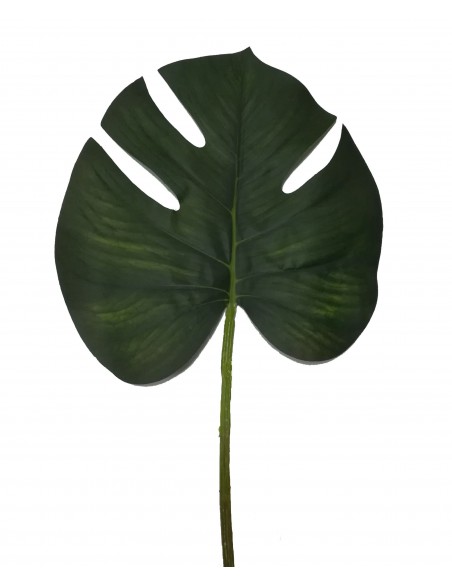 Philodendron