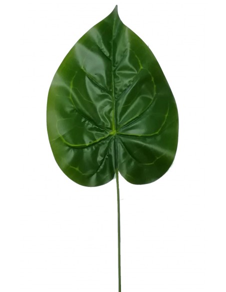 Anthurium Hoja