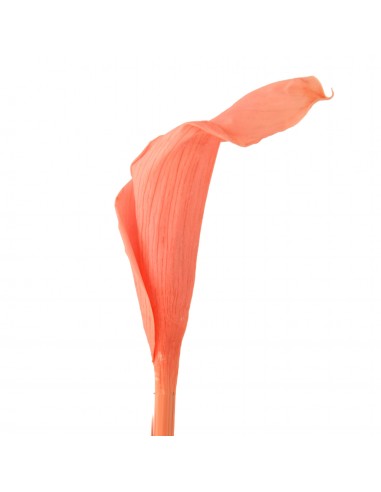 Mini Calla preservada rosa palo