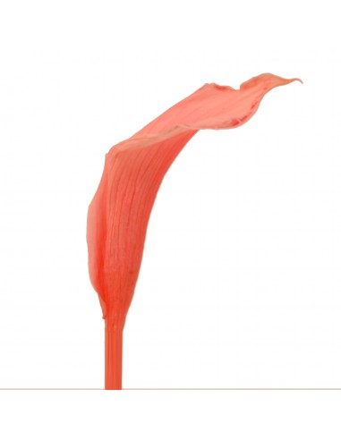 Mini Calla preservada rosa palo