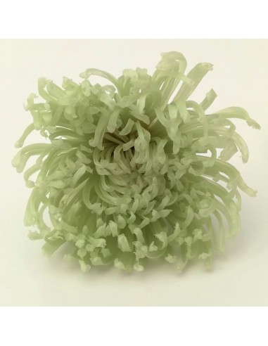 Anastasia crisantemo Caja 4Ud. Verde