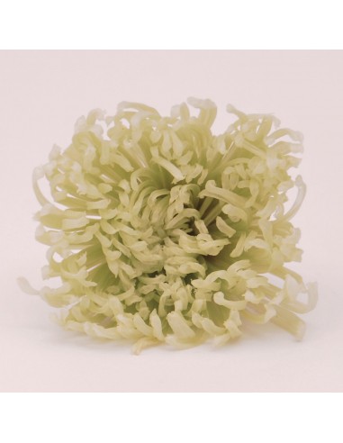 Anastasia crisantemo Caja 4Ud. Verde