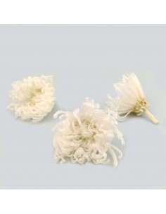Anastasia crisantemo presrevado blanco Caja 4Ud.