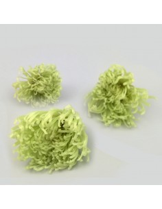 Anastasia crisantemo Caja 4Ud. Verde