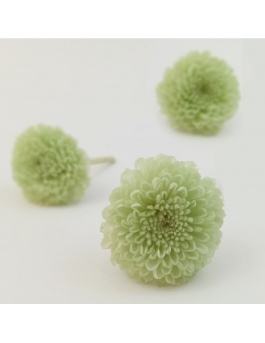 Crisantemo focus mini verde , Caja 8 unidades