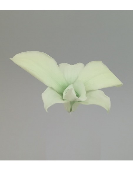 Orquidea  variedad Dendrobium Caja de 5