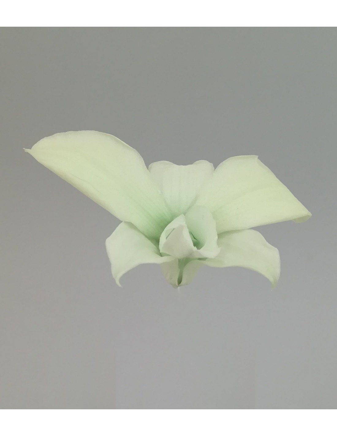 Orquidea Dendrobium preservado verde Caja de 5 - 40360 -...