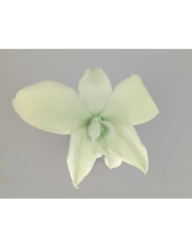 Orquidea Dendrobium preservado verde Caja de 5