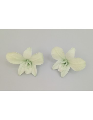 Orquidea  variedad Dendrobium Caja de 5