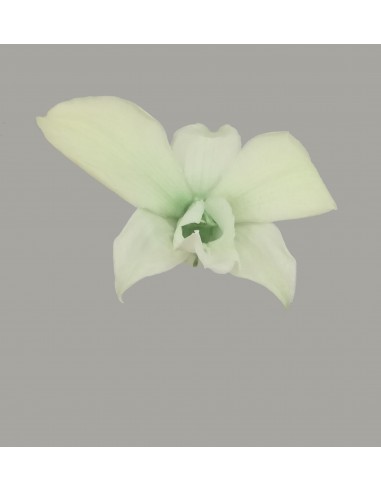 Orquidea  variedad Dendrobium Caja de 5