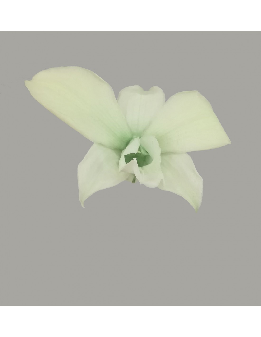 Orquidea Dendrobium preservado verde Caja de 5 - 40360 -...