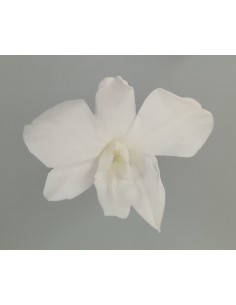 Orquidea  variedad Dendrobium Caja de 5