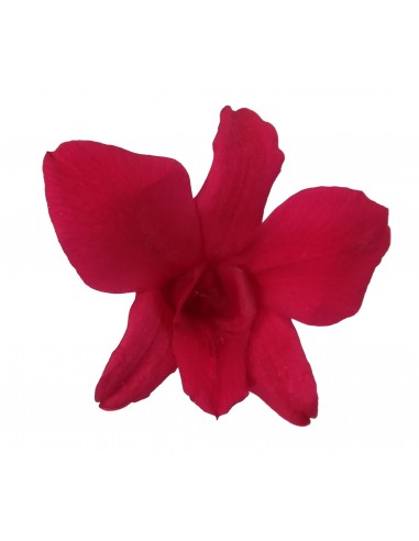 Orquidea  variedad Dendrobium Caja de 5