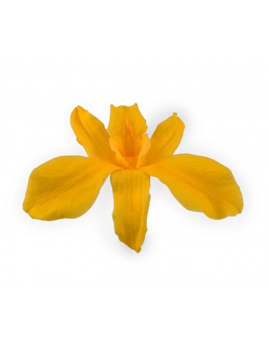 Orquidea Dendrobium Caja de 5