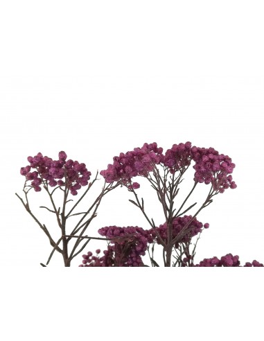 Flor de arroz preservada lila