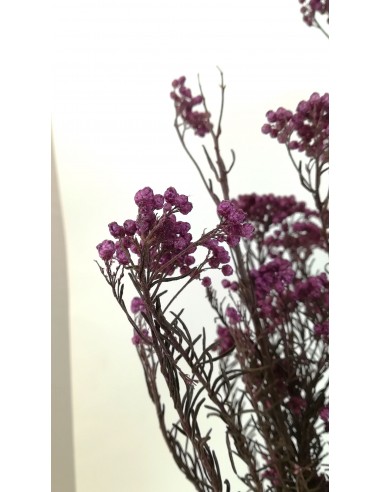 Flor de arroz preservada lila