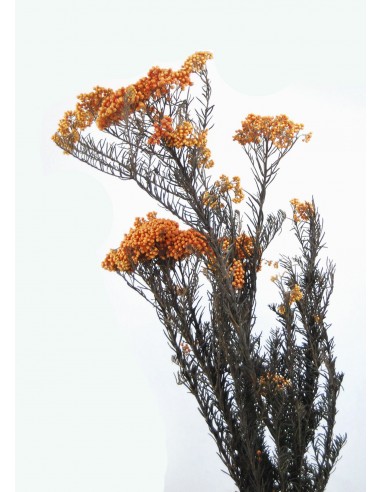 Flor de arroz preservada naranja