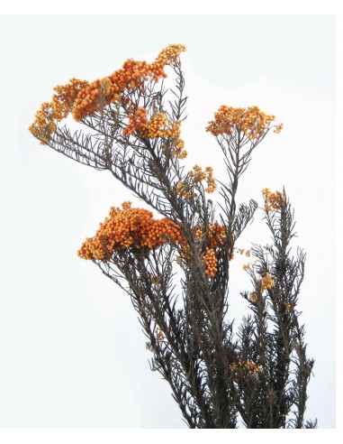 Flor de arroz preservada naranja