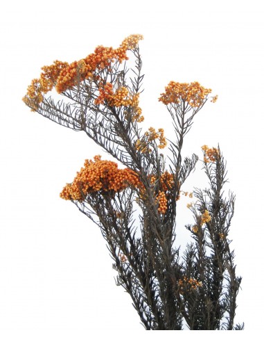 Flor de arroz preservada naranja