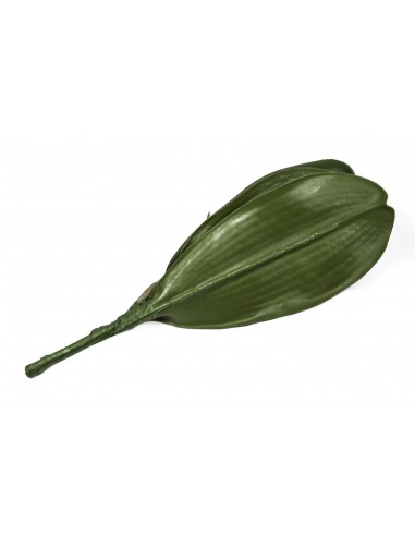 Hoja de orquidea