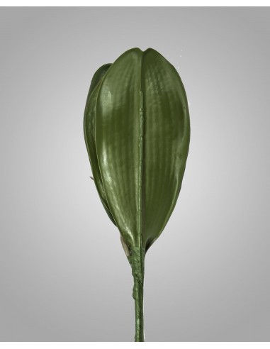 Hoja de orquidea