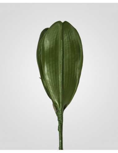Hoja de orquidea