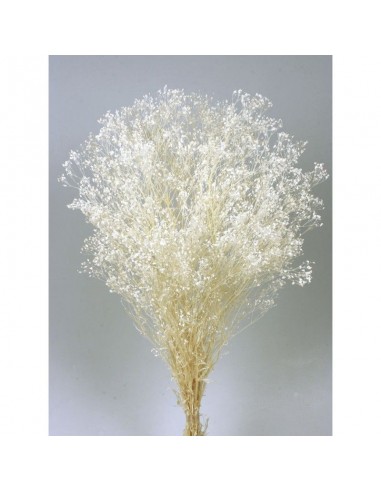 Gypsophila paniculata blanco