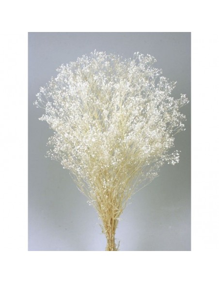 Gypsophila paniculata blanco