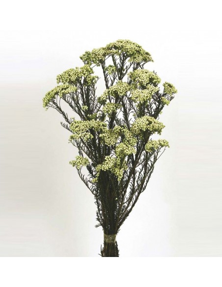 Flor de arroz preservada verde pistacho