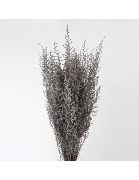 Stoebe 30/50 Blan-Plata