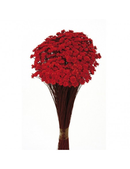 Glixia varios colores