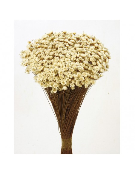 Glixia preservada champagne