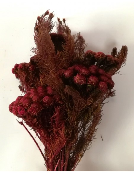 Lanuginosa preservada verdissimo