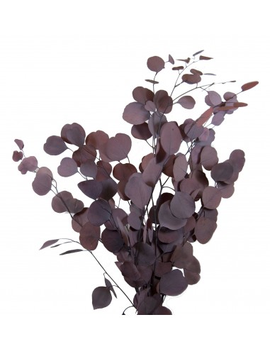 Populus Vert eucalipto 40/80 burdeos