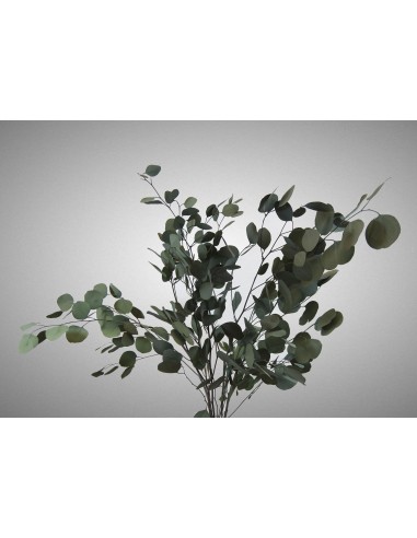 Populus Vert eucalipto 40/80 verde