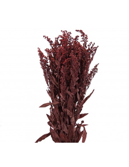 Solidago preservado burdeos