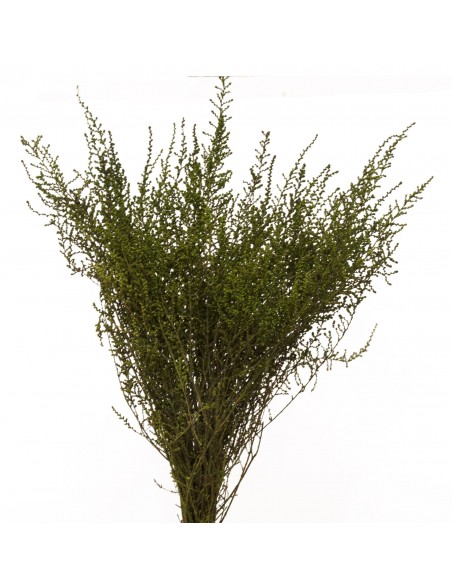 Stoebe preservado verde 30 / 50