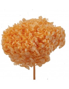 Hortensia preservada naranja pastel