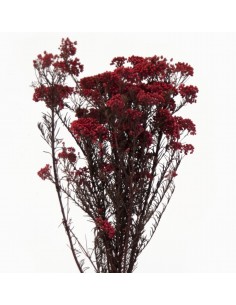 Flor de Arroz Rojo 30 - 60 CM