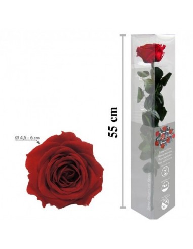 Rosa preservada rojo
