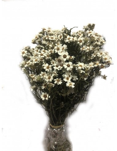 Oxodia Daysi