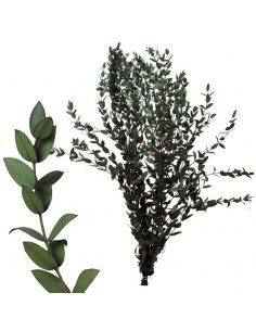 Eucalipto parvifolia preservado