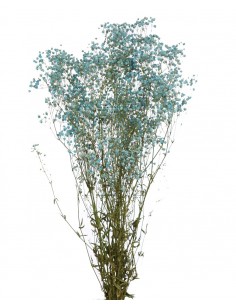 Gypsophila Paniculata preservada Azul