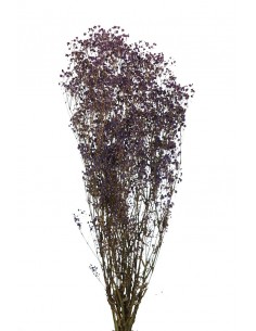 Gypsophila Paniculata preservada Morado