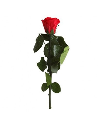 Rosa preservada Estándar a granel