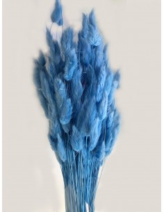Lagurus / Bunny tails Azul Celeste