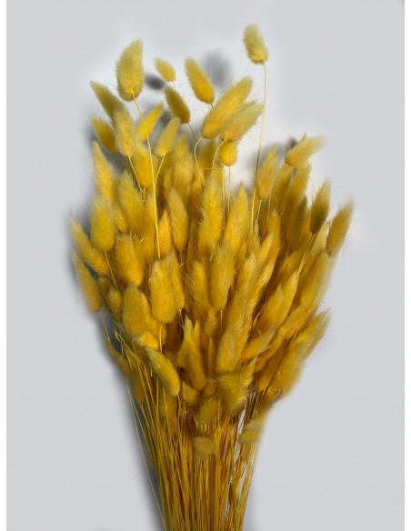 Lagurus / Bunny tails Amarillo